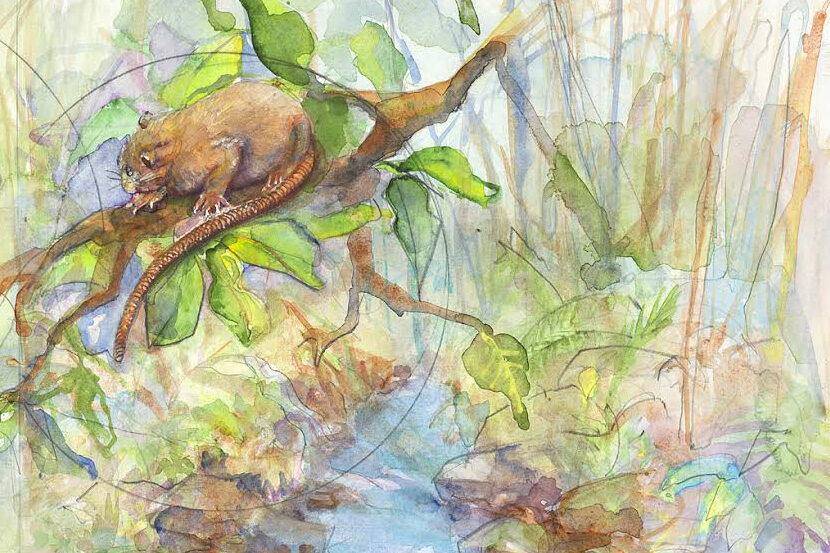 Uromys Vika galeria zdjęć